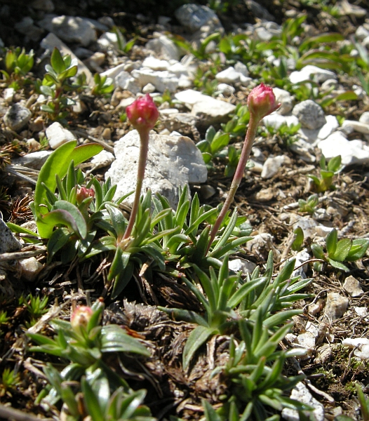 Da determinare 1 - Armeria sp.